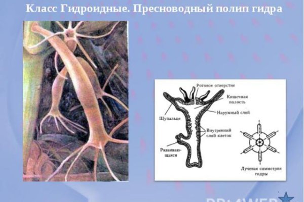 Официальный сайт kraken kraken clear com