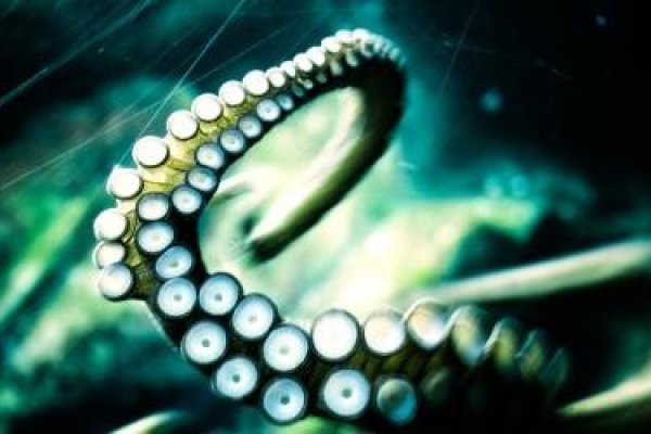 Kraken link