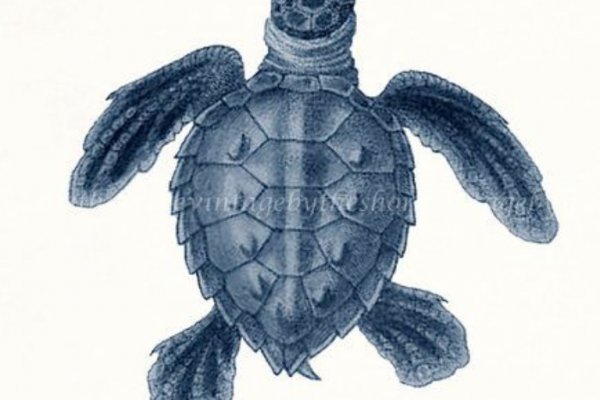 Kraken зеркало даркнет