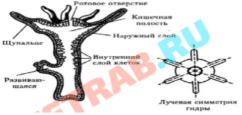 Кракен интернет площадка